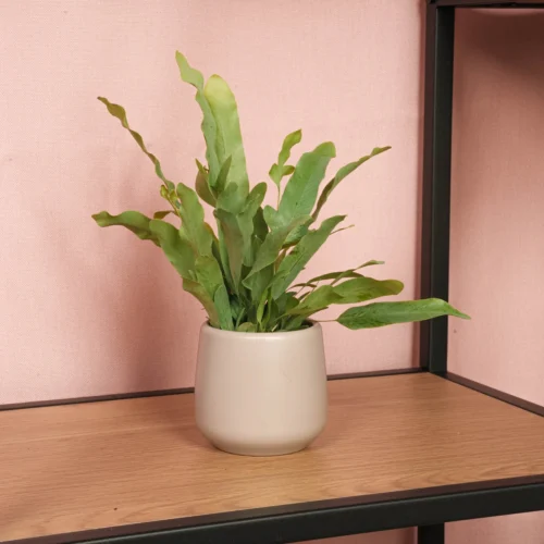 Phlebodium Blue Star - Pot Size 6 - Baby Plant - Terrarium Plant 8 Phlebodium Blue Star - Pot Size 6 - Baby Plant - Terrarium Plant -Plant Haven Home PhlebodiumBluestar