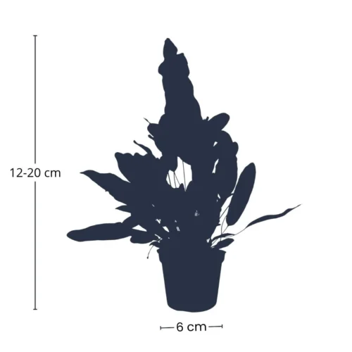 Phlebodium Blue Star - Pot Size 6 - Baby Plant - Terrarium Plant 11 Phlebodium Blue Star - Pot Size 6 - Baby Plant - Terrarium Plant -Plant Haven Home Productsilhouettemetafmeting