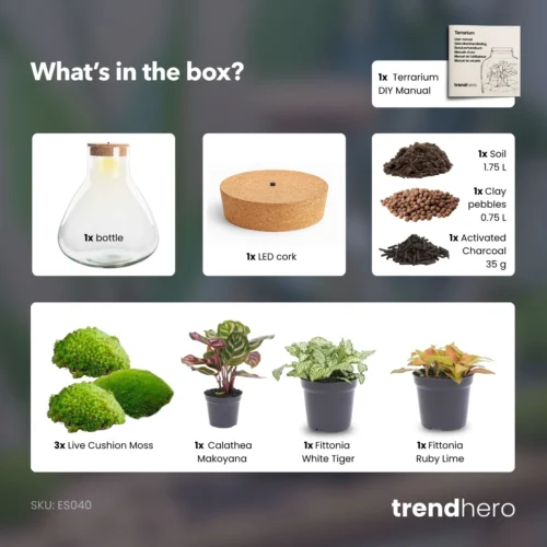 Sam XL Red - Terrarium With Light - Bottle Garden DIY Kit - Ø 30 cm ↑ 32 cm 11 Sam XL Red - Terrarium With Light - Bottle Garden DIY Kit - Ø 30 cm ↑ 32 cm -Plant Haven Home SamXL Red terrarium diy bottle garden