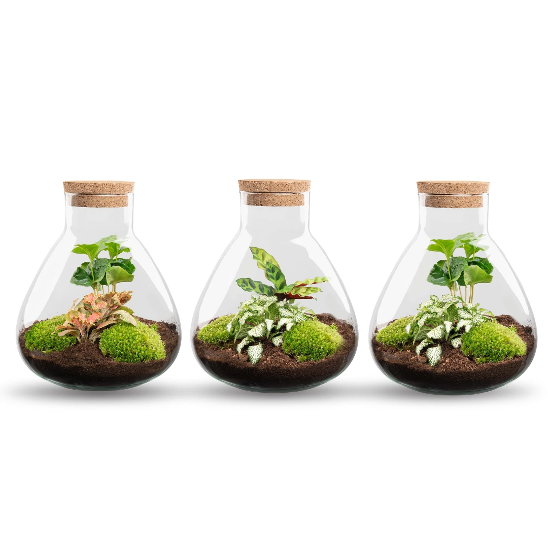 Sammie - Terrarium With Light - Bottle Garden DIY Kit - Ø 22,5 Cm ↑ 27 Cm 1 Sammie - Terrarium With Light - Bottle Garden DIY Kit - Ø 22,5 Cm ↑ 27 Cm