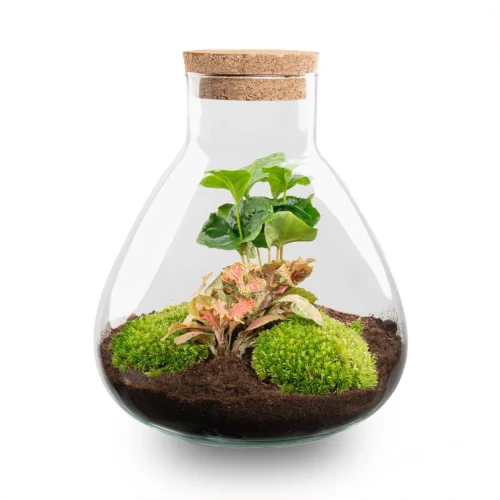 Sammie - Terrarium With Light - Bottle Garden DIY Kit - Ø 22,5 Cm ↑ 27 Cm -Plant Haven Home Sammie Coffea Red terrarium flaschengarten 3e4a5ef2 d283 4fc8 8506 c9b87f9b1c61