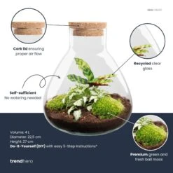 Sammie - Terrarium With Light - Bottle Garden DIY Kit - Ø 22,5 Cm ↑ 27 Cm 15 Sammie - Terrarium With Light - Bottle Garden DIY Kit - Ø 22,5 Cm ↑ 27 Cm -Plant Haven Home Sammie calathea plant terrarium diy kit info trendhero