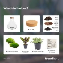 Sammie - Terrarium With Light - Bottle Garden DIY Kit - Ø 22,5 Cm ↑ 27 Cm 16 Sammie - Terrarium With Light - Bottle Garden DIY Kit - Ø 22,5 Cm ↑ 27 Cm -Plant Haven Home Sammie calathea terrarium diy bottle garden