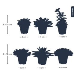 Succulent Mix Set - Assorted Succulents In 6 Cm Pots (8–12 Cm High) 13 Succulent Mix Set - Assorted Succulents In 6 Cm Pots (8–12 Cm High) -Plant Haven Home Succulenten