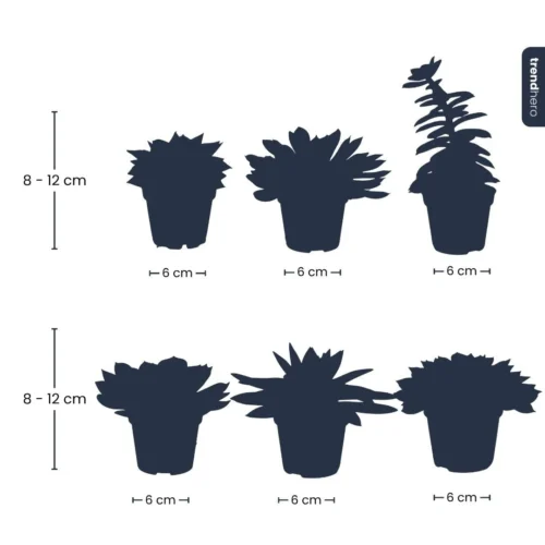 Succulent Mix Set - Assorted Succulents In 6 Cm Pots (8–12 Cm High) 13 Succulent Mix Set - Assorted Succulents In 6 Cm Pots (8–12 Cm High) -Plant Haven Home Succulenten