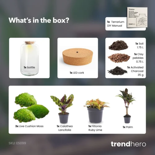 Sven XL Palm - Terrarium With Light - Bottle Garden DIY Kit - Ø 23 Cm ↑ 43 Cm 7 Sven XL Palm - Terrarium With Light - Bottle Garden DIY Kit - Ø 23 Cm ↑ 43 Cm -Plant Haven Home Sven xl palm terrarium diy bottle garden