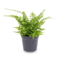 Fern - Athyrium Spicatum - Terrarium Plant -Plant Haven Home Varen Pot