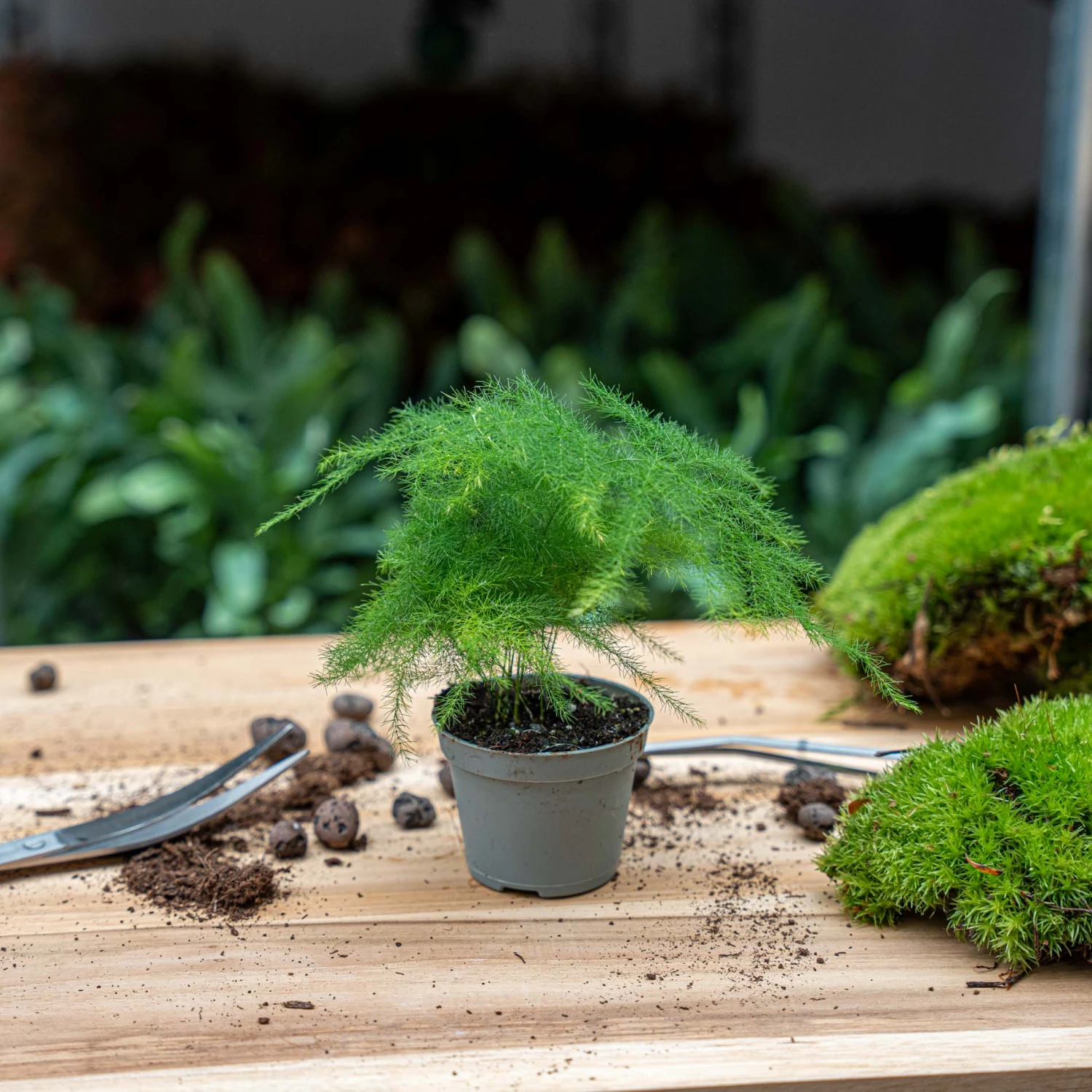 Asparagus - Potsize 6 Cm - 15-20 Cm High 2 Asparagus - Potsize 6 Cm - 15-20 Cm High - Image 2