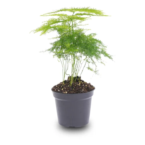 Asparagus - Potsize 6 Cm - 15-20 Cm High 7 Asparagus - Potsize 6 Cm - 15-20 Cm High -Plant Haven Home asparagus pot