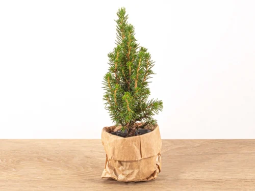 Mini Christmas Tree - ↑15-20 Cm - Ø 6 Cm Picea Glauca Perfecta