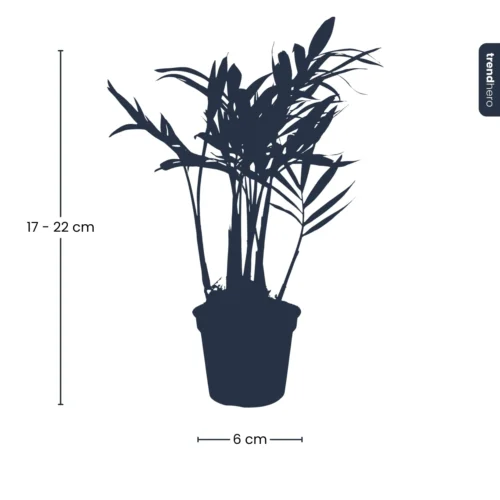 Parlour Palm - Chamaedorea Elegans 'baby' - Terrarium Plant 8 Parlour Palm - Chamaedorea Elegans 'baby' - Terrarium Plant -Plant Haven Home bergpalm Parlour Palm Chamaedoreaelegans baby plant pm6copy 12d649cd 5014 47bb ba26 77e687912e13