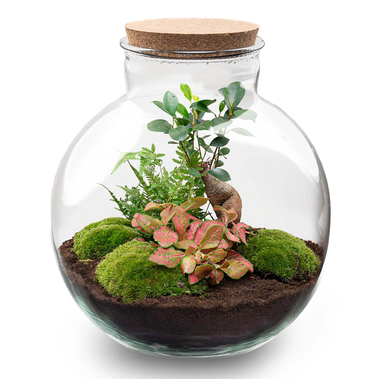 Bolder Bob Bonsai - Terrarium With Light - Bottle Garden DIY Kit - Ø 31 Cm ↑ 30 Cm 1 Bolder Bob Bonsai - Terrarium With Light - Bottle Garden DIY Kit - Ø 31 Cm ↑ 30 Cm