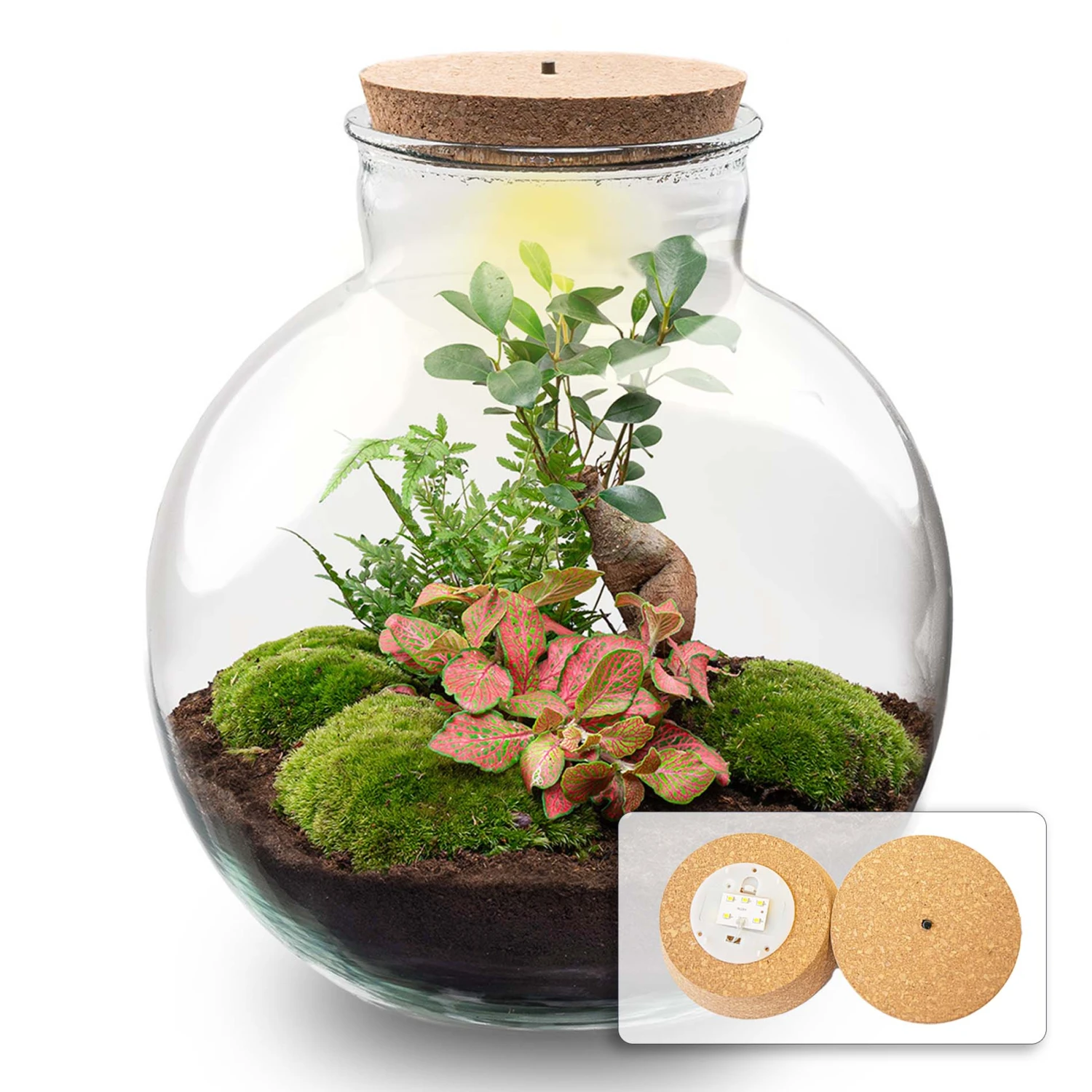 Bolder Bob Bonsai - Terrarium With Light - Bottle Garden DIY Kit - Ø 31 Cm ↑ 30 Cm 2 Bolder Bob Bonsai - Terrarium With Light - Bottle Garden DIY Kit - Ø 31 Cm ↑ 30 Cm - Image 2