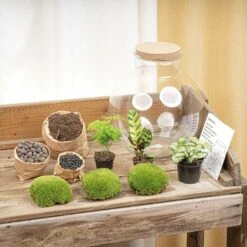 Bolder Bob - Terrarium With Light - Bottle Garden DIY Kit - Ø 31 Cm ↑ 30 Cm -Plant Haven Home bolder bob flaschengarten kit terrarium