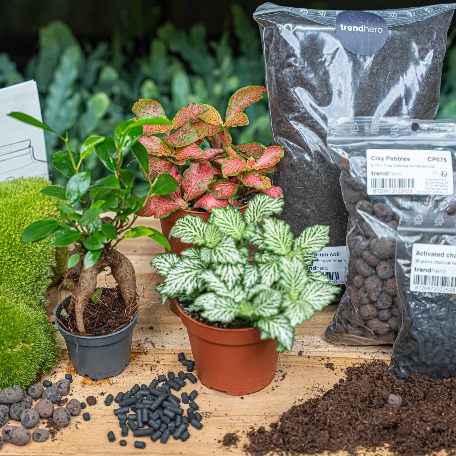 Bonsai Ficus Ginseng - Plant Terrarium Refill & Starter Kit - 3 Terrarium Plants - DIY 1 Bonsai Ficus Ginseng - Plant Terrarium Refill & Starter Kit - 3 Terrarium Plants - DIY