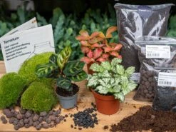 Calathea Makoyana - Plant Terrarium Refill & Starter Kit - 3 Terrarium Plants - DIY 10 Calathea Makoyana - Plant Terrarium Refill & Starter Kit - 3 Terrarium Plants - DIY -Plant Haven Home calathea makoyana fittonia kit terrarium flaschengarten