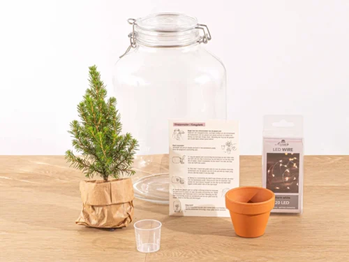Easyplant - Mini Christmas Tree - DIY Terrarium Kit - ↑ 28 Cm -Plant Haven Home christams terrarium weihnachten flaschengarten mit licht scaled