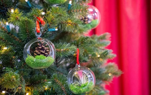 Glass Christmas Ball - Airplant And Reindeer Moss -Plant Haven Home christmas glass ball with plant 001