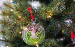 Glass Christmas Ball - Airplant And Reindeer Moss -Plant Haven Home christmas glass ball with plant 003