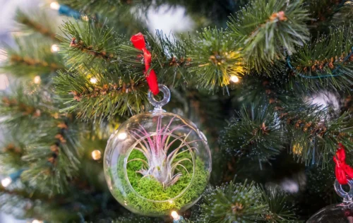 Glass Christmas Ball - Airplant And Reindeer Moss -Plant Haven Home christmas glass ball with plant 003