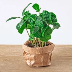 Coffea Arabica - Coffee Plant - Terrarium Plant 7 Coffea Arabica - Coffee Plant - Terrarium Plant -Plant Haven Home coffea arabica coffee plant terrarium baby mini plant 1e6c8bb6 b1df 4f89 917b e34f6c723ee4