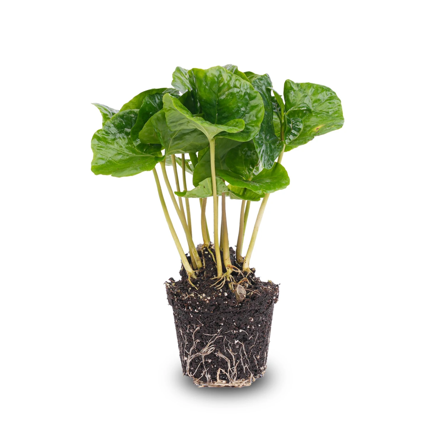 Coffea Arabica - Coffee Plant - Terrarium Plant 1 Coffea Arabica - Coffee Plant - Terrarium Plant