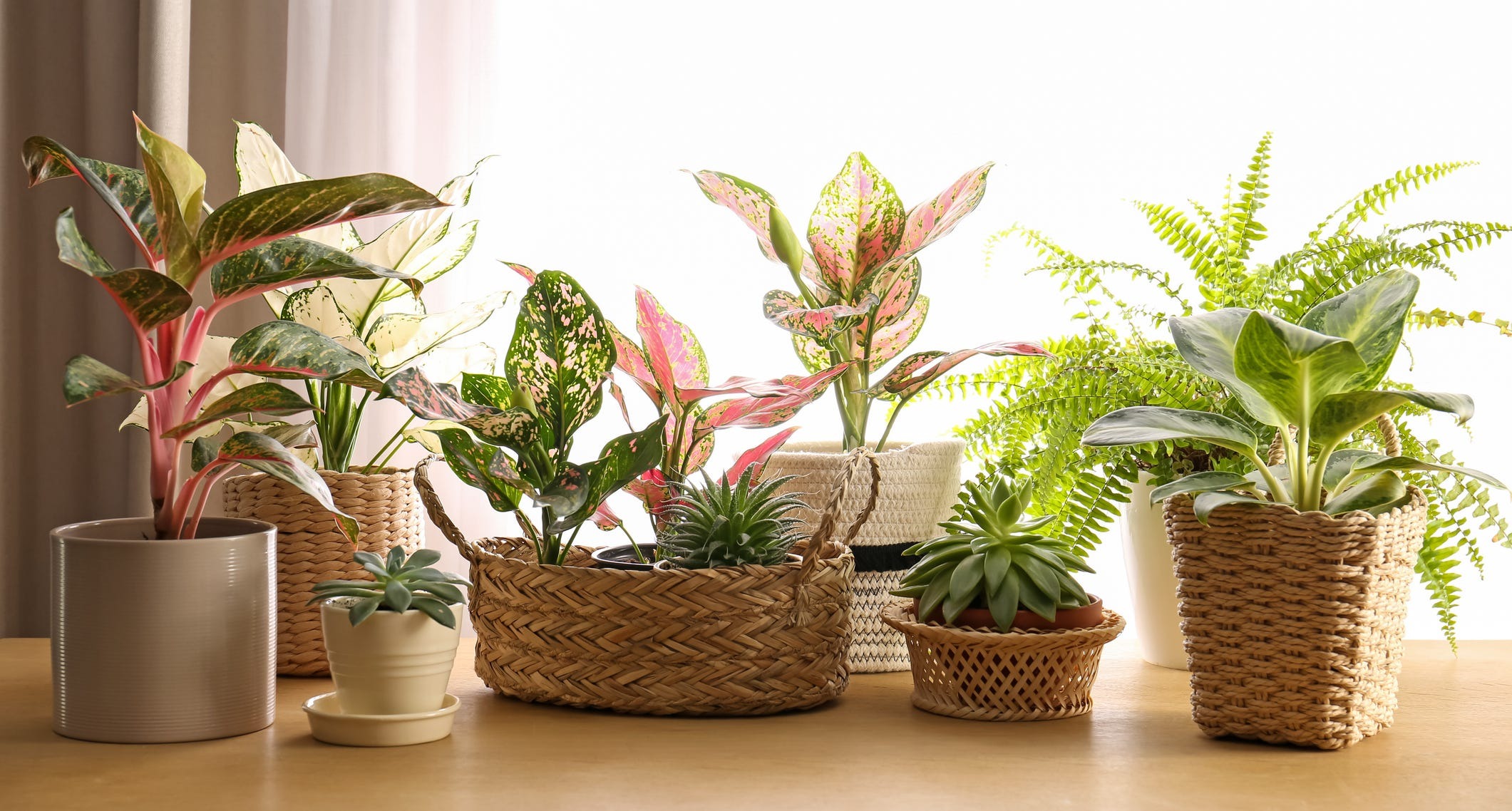 Plant Haven Home -Plant Haven Home collection of beautiful housepla