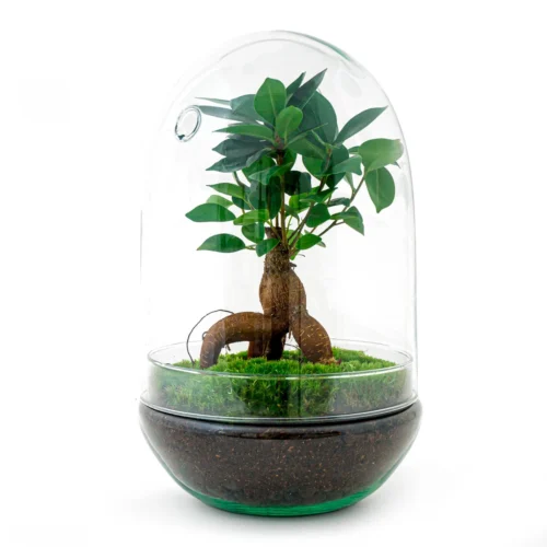 Egg XL Bonsai - Terrarium - Two-part Glass Dome - Bottle Garden DIY Kit - Ø 17.5 Cm ↑ 30 Cm 6 Egg XL Bonsai - Terrarium - Two-part Glass Dome - Bottle Garden DIY Kit - Ø 17.5 Cm ↑ 30 Cm -Plant Haven Home diy closed terrarium with bonsai and moss fe5da829 0224 4e3c a59a 74b4c11f74b7