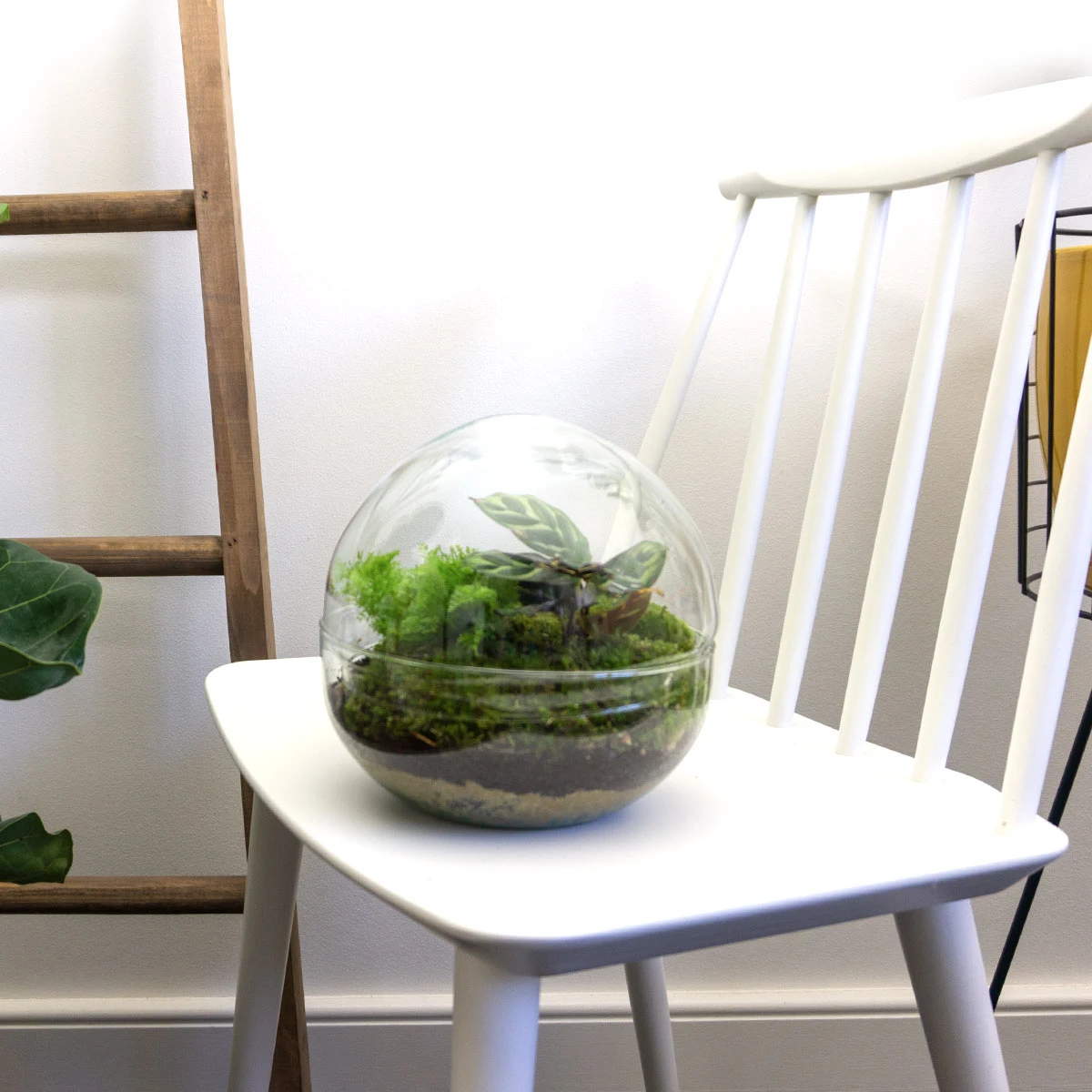 Dome - Two-part Round Glass Terrarium - Bottle Garden DIY Kit - Ø 20 Cm ↑ 20 Cm 2 Dome - Two-part Round Glass Terrarium - Bottle Garden DIY Kit - Ø 20 Cm ↑ 20 Cm - Image 2