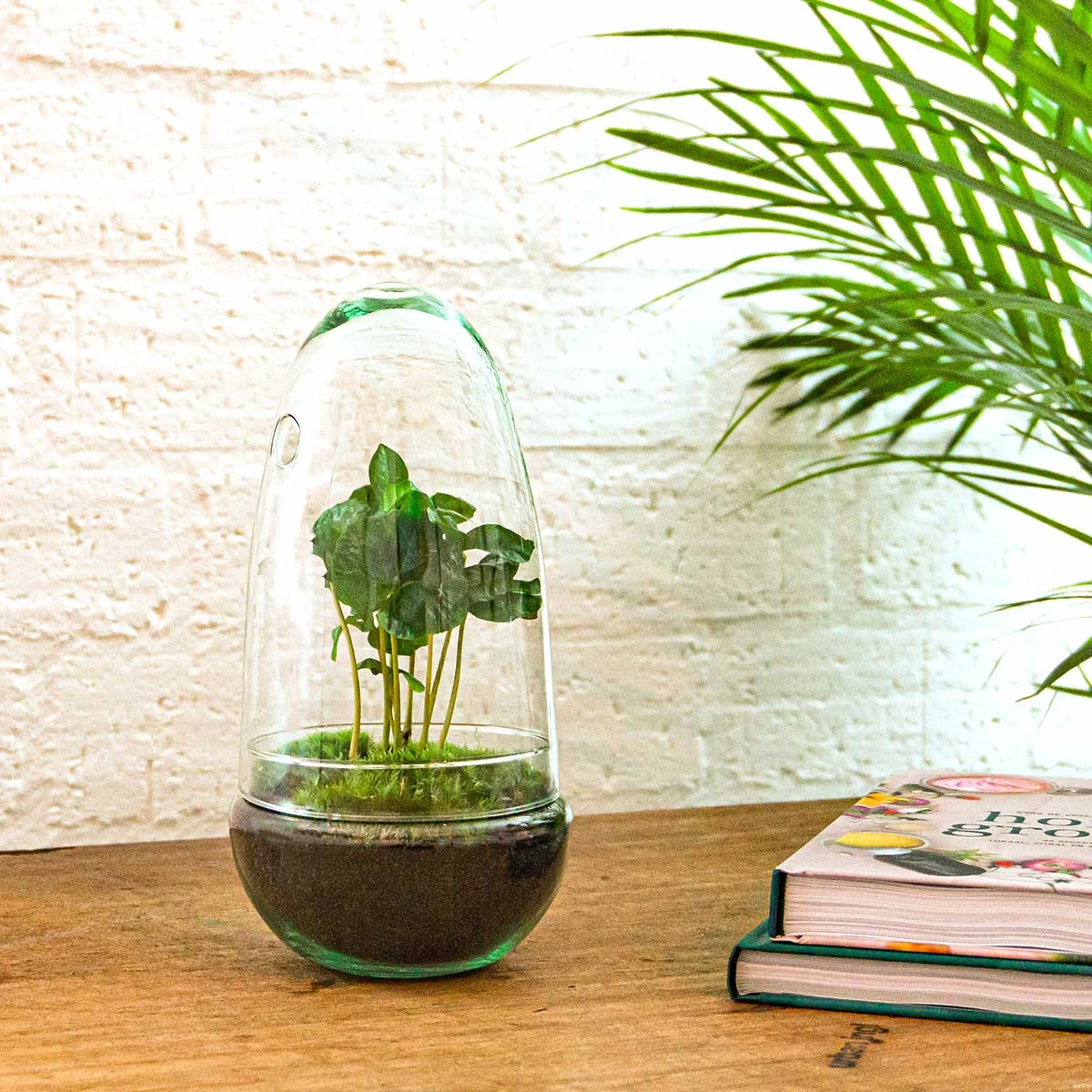 Egg - Terrarium - Two-part Glass Dome - Bottle Garden DIY Kit - Ø 12 Cm ↑ 25 Cm 10 Egg - Terrarium - Two-part Glass Dome - Bottle Garden DIY Kit - Ø 12 Cm ↑ 25 Cm - Image 10
