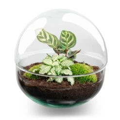 Dome - Two-part Round Glass Terrarium - Bottle Garden DIY Kit - Ø 20 Cm ↑ 20 Cm