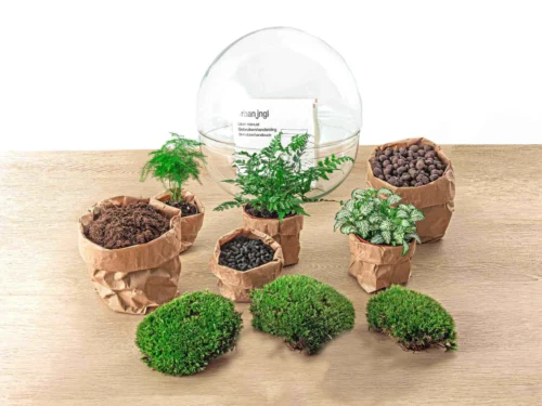 Dome XL - Two-part Round Glass Terrarium - Bottle Garden DIY Kit - Ø 28 Cm ↑ 28 Cm -Plant Haven Home dome view green 3pc scaled