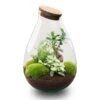 Drop XL Green - Terrarium With Cork - Bottle Garden DIY Kit – Ø 24 Cm ↑ 37 Cm