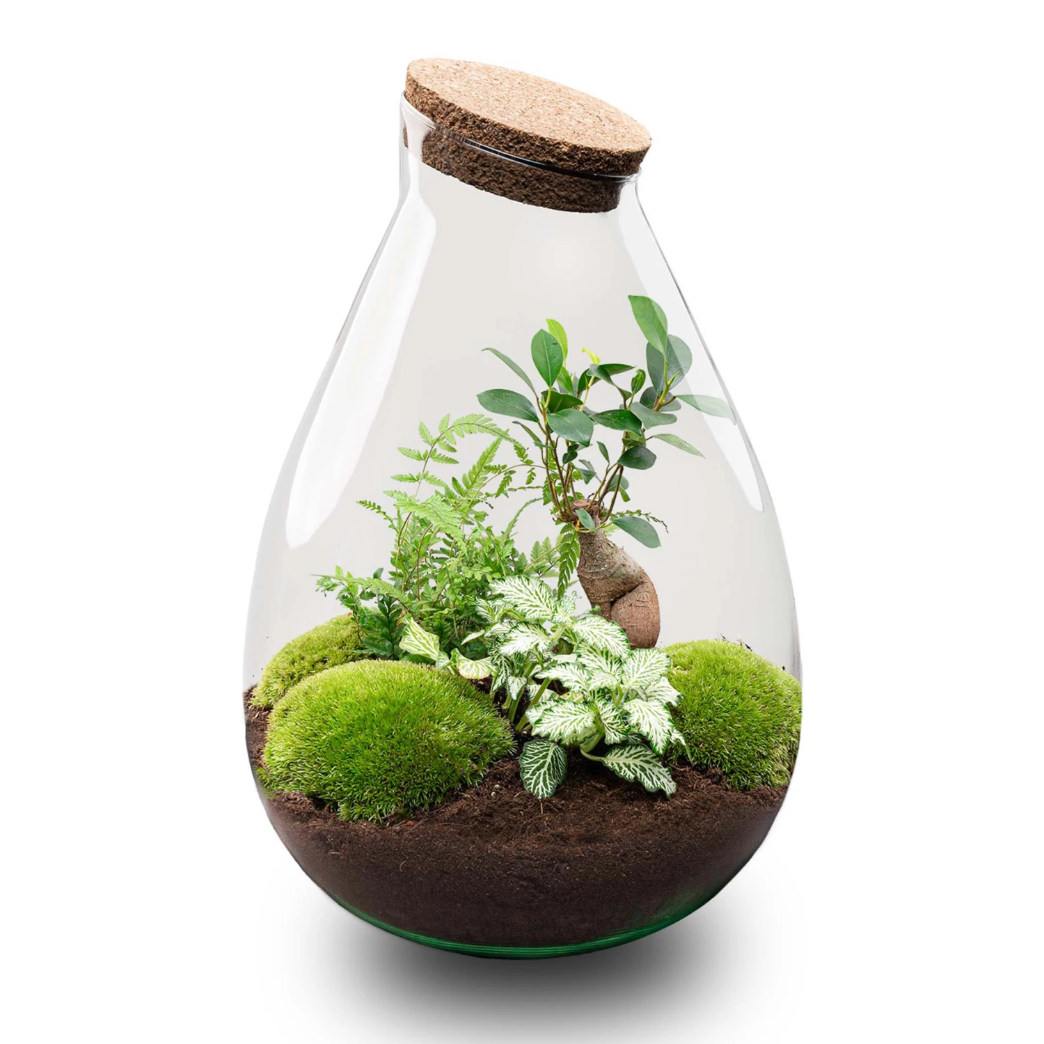 Drop XL Green - Terrarium With Cork - Bottle Garden DIY Kit – Ø 24 Cm ↑ 37 Cm 1 Drop XL Green - Terrarium With Cork - Bottle Garden DIY Kit – Ø 24 Cm ↑ 37 Cm