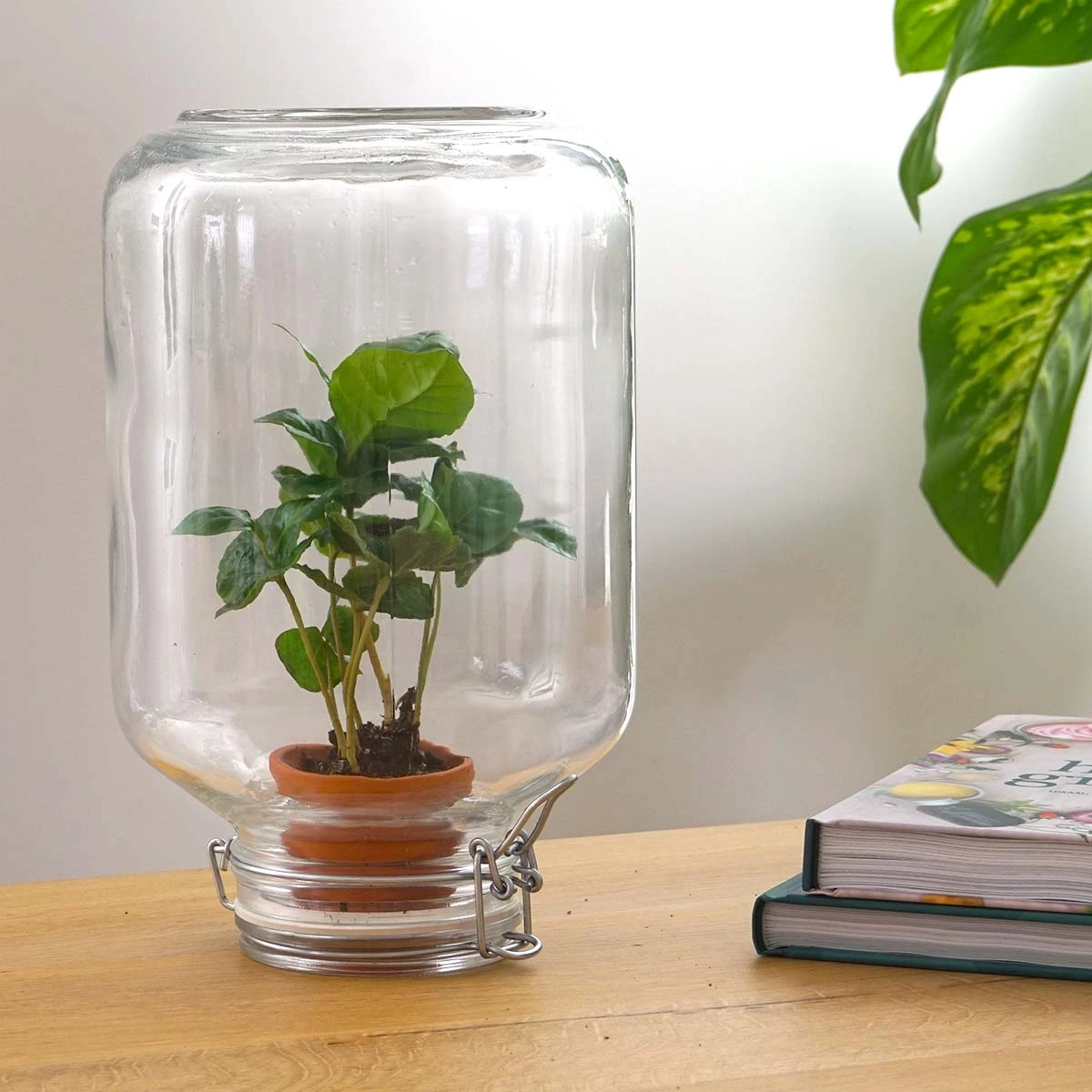 Easyplant - Fido Terrarium Jar - Bottle Garden DIY Kit - Ø 18 Cm ↑ 28 Cm 10 Easyplant - Fido Terrarium Jar - Bottle Garden DIY Kit - Ø 18 Cm ↑ 28 Cm - Image 10
