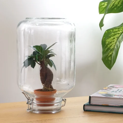 Easyplant - Fido Terrarium Jar - Bottle Garden DIY Kit - Ø 18 Cm ↑ 28 Cm -Plant Haven Home easyplant pikaplant bonsai 56549d05 e85a 40c0 8ee9 255c329ed8a2