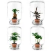 Easyplant - Fido Terrarium Jar - Bottle Garden DIY Kit - Ø 18 Cm ↑ 28 Cm