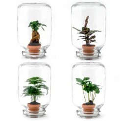 Easyplant - Fido Terrarium Jar - Bottle Garden DIY Kit - Γ 18 Cm β 28 Cm