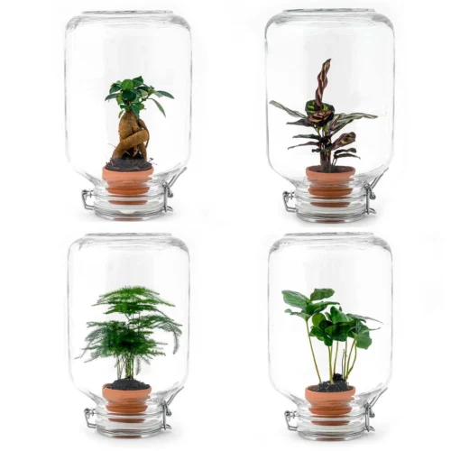 Easyplant - Fido Terrarium Jar - Bottle Garden DIY Kit - Ø 18 Cm ↑ 28 Cm