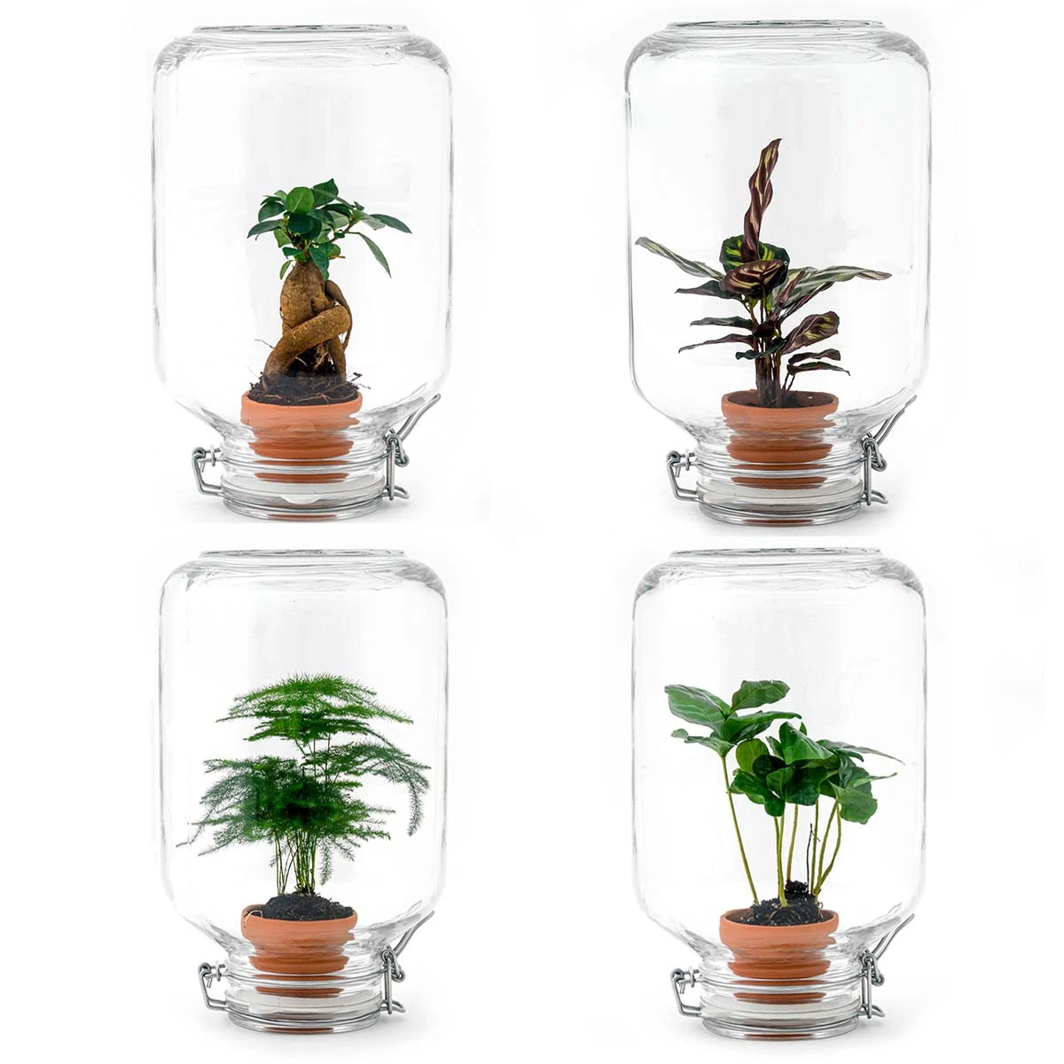 Easyplant - Fido Terrarium Jar - Bottle Garden DIY Kit - Ø 18 Cm ↑ 28 Cm 1 Easyplant - Fido Terrarium Jar - Bottle Garden DIY Kit - Ø 18 Cm ↑ 28 Cm