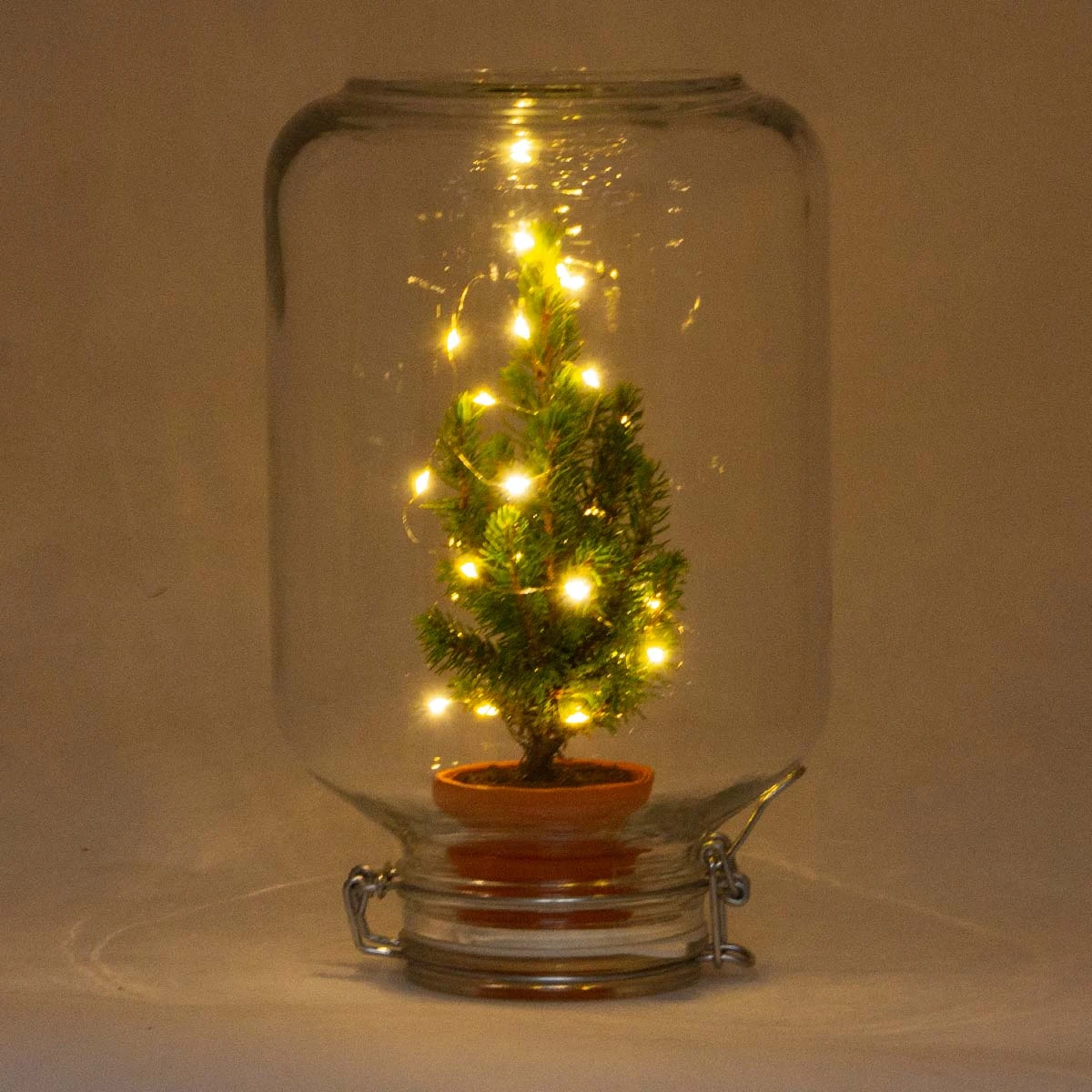 Easyplant - Mini Christmas Tree - DIY Terrarium Kit - ↑ 28 Cm