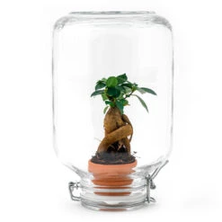 Easyplant - Fido Terrarium Jar - Bottle Garden DIY Kit - Ø 18 Cm ↑ 28 Cm 13 Easyplant - Fido Terrarium Jar - Bottle Garden DIY Kit - Ø 18 Cm ↑ 28 Cm -Plant Haven Home easyplant en ficus ginseng bonsai terrarium diy kit 58a1d7f6 a3d8 4fee b7a0 de6241896150