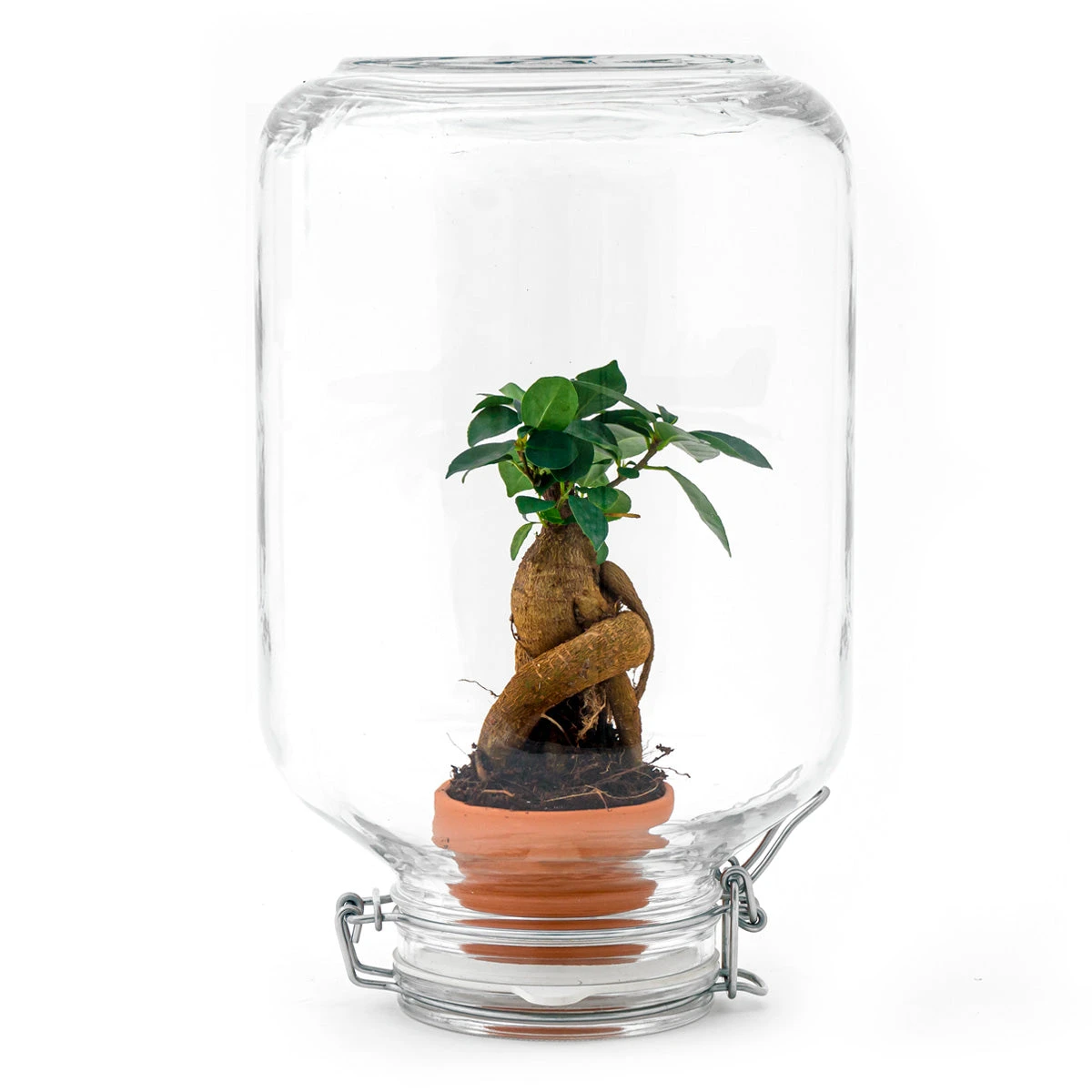 Easyplant - Fido Terrarium Jar - Bottle Garden DIY Kit - Ø 18 Cm ↑ 28 Cm 4 Easyplant - Fido Terrarium Jar - Bottle Garden DIY Kit - Ø 18 Cm ↑ 28 Cm - Image 4