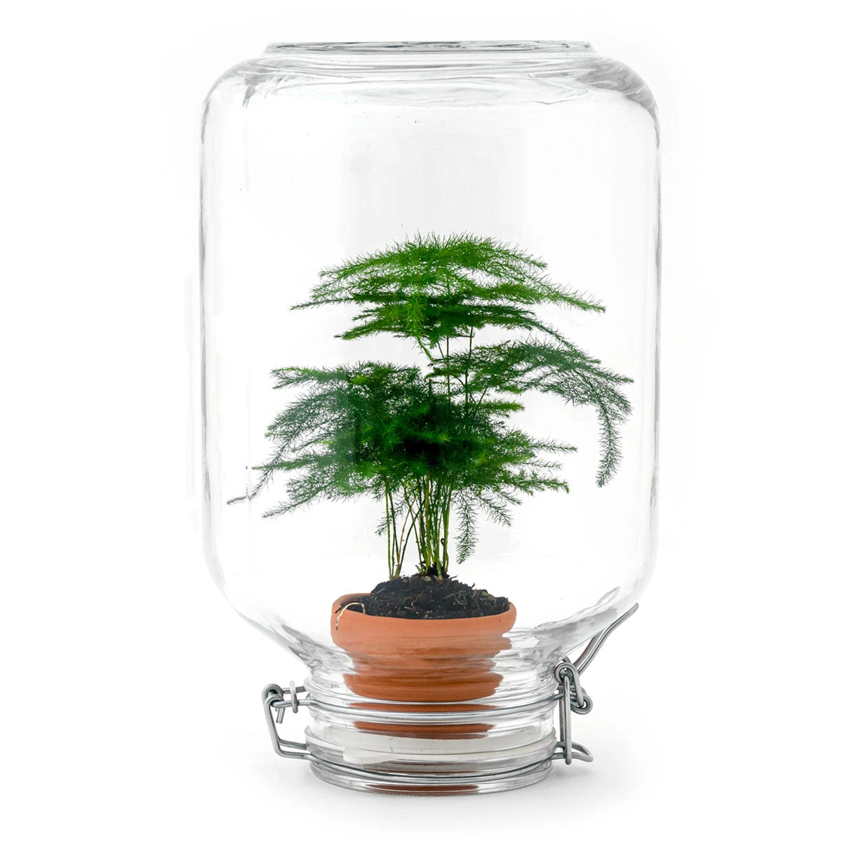 Easyplant - Fido Terrarium Jar - Bottle Garden DIY Kit - Ø 18 Cm ↑ 28 Cm 6 Easyplant - Fido Terrarium Jar - Bottle Garden DIY Kit - Ø 18 Cm ↑ 28 Cm - Image 6