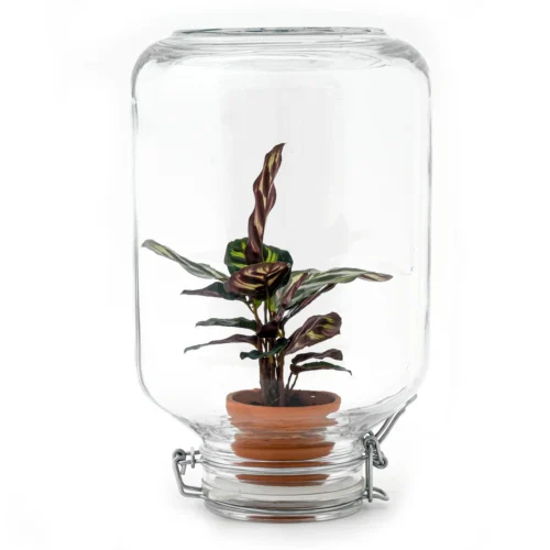 Easyplant - Fido Terrarium Jar - Bottle Garden DIY Kit - Ø 18 Cm ↑ 28 Cm -Plant Haven Home easyplant en calathea diy terrarium bottle garden 541481b0 1d9f 4a10 89ed daebc1756fff