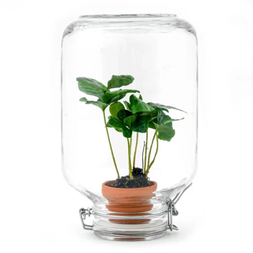 Easyplant - Fido Terrarium Jar - Bottle Garden DIY Kit - Ø 18 Cm ↑ 28 Cm -Plant Haven Home easyplant nl coffea terrarium koffieplant arabica 8d98681c 02df 4e5c 864e 7508762ff9c3
