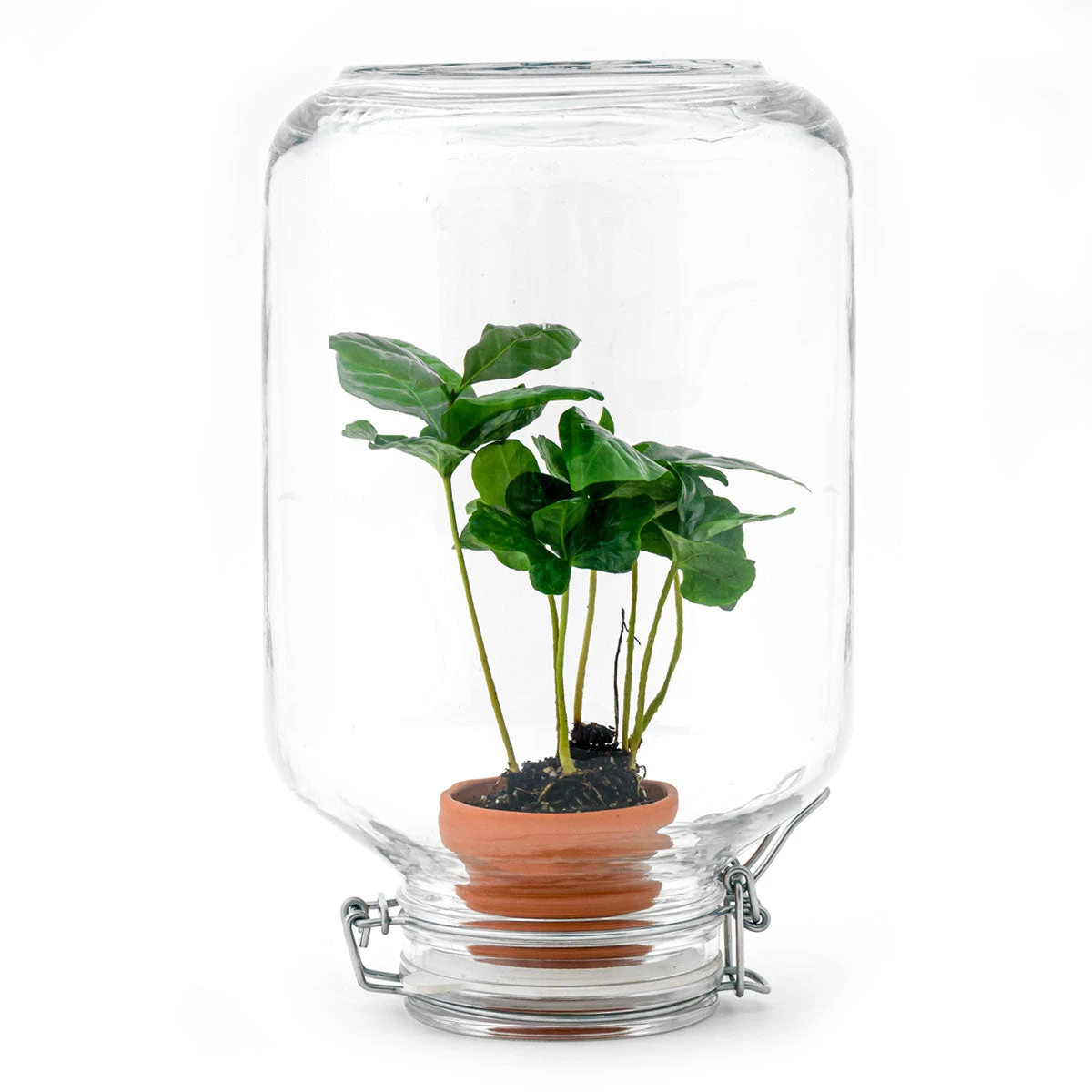 Easyplant - Fido Terrarium Jar - Bottle Garden DIY Kit - Ø 18 Cm ↑ 28 Cm 7 Easyplant - Fido Terrarium Jar - Bottle Garden DIY Kit - Ø 18 Cm ↑ 28 Cm - Image 7