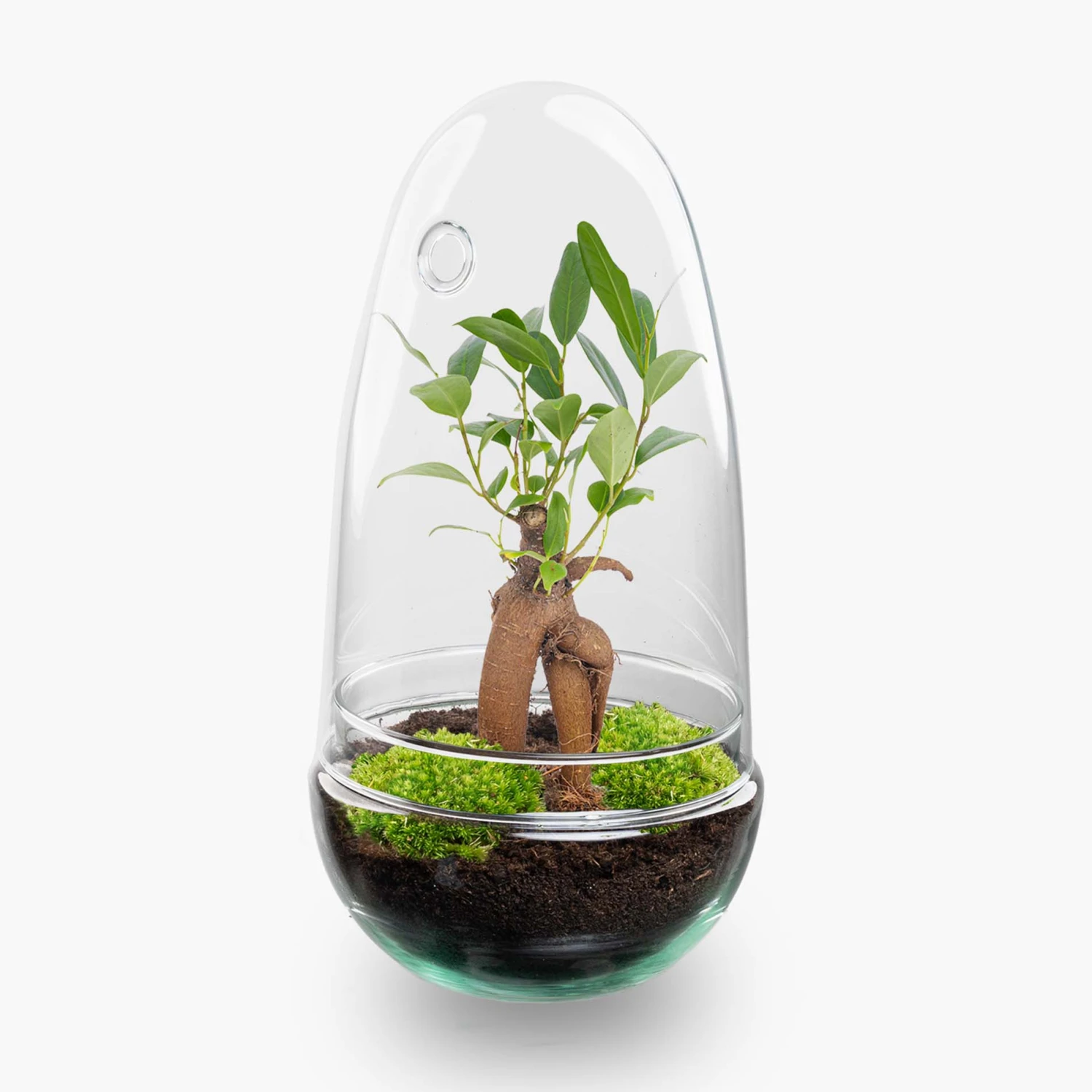 Egg - Terrarium - Two-part Glass Dome - Bottle Garden DIY Kit - Ø 12 Cm ↑ 25 Cm 2 Egg - Terrarium - Two-part Glass Dome - Bottle Garden DIY Kit - Ø 12 Cm ↑ 25 Cm - Image 2