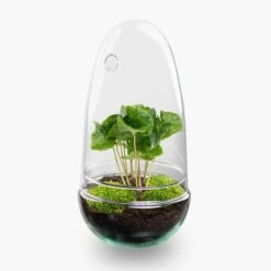 Egg - Terrarium - Two-part Glass Dome - Bottle Garden DIY Kit - Ø 12 Cm ↑ 25 Cm 15 Egg - Terrarium - Two-part Glass Dome - Bottle Garden DIY Kit - Ø 12 Cm ↑ 25 Cm -Plant Haven Home egg coffea arabica terrarium