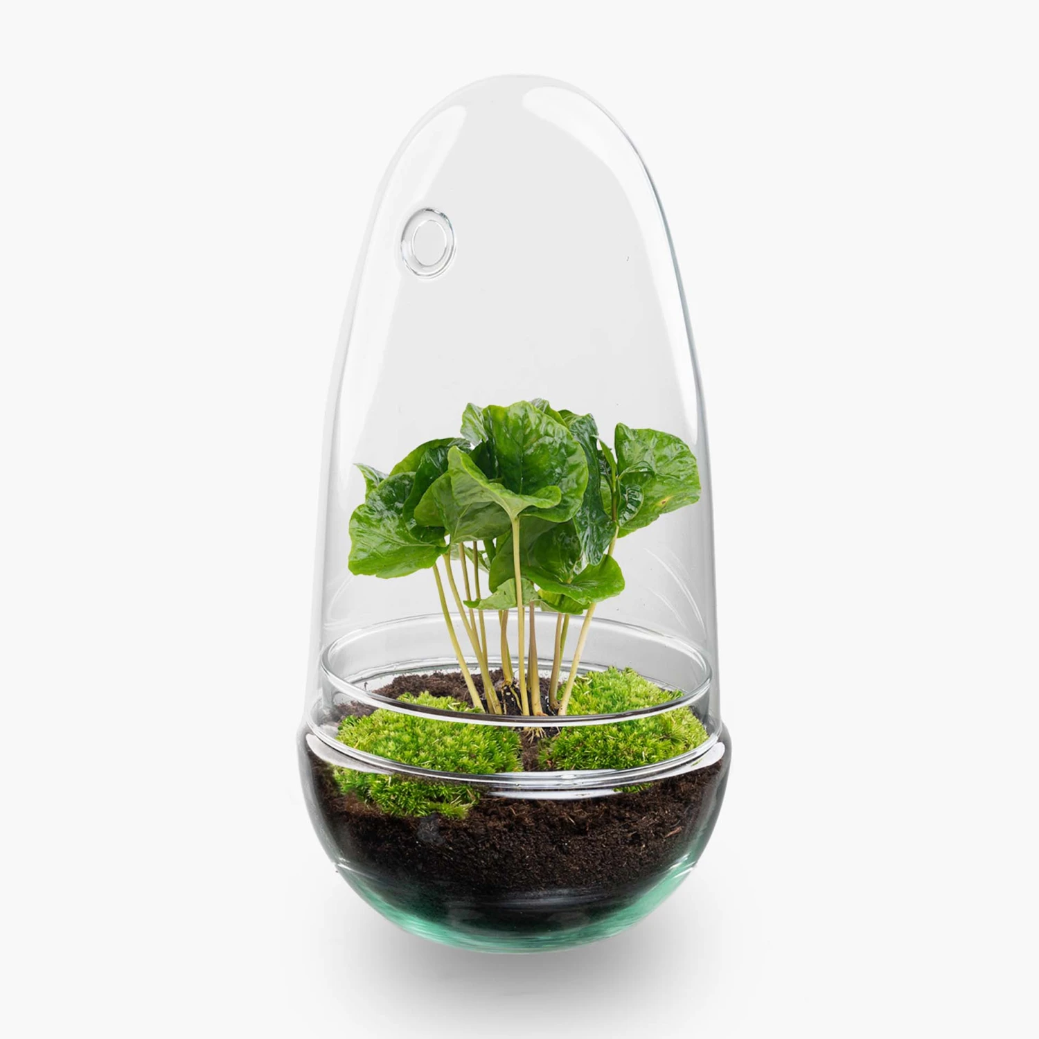 Egg - Terrarium - Two-part Glass Dome - Bottle Garden DIY Kit - Ø 12 Cm ↑ 25 Cm 4 Egg - Terrarium - Two-part Glass Dome - Bottle Garden DIY Kit - Ø 12 Cm ↑ 25 Cm - Image 4